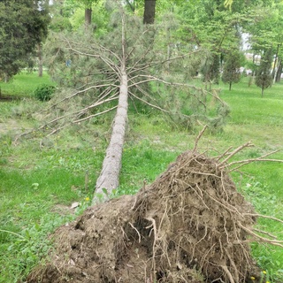 Бу дарахтни ким қутқаради?