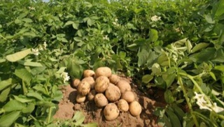 Surxondaryolik fermerlar kartoshka hosilini olmoqda