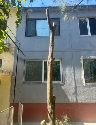 Бухорода 1 туп манзарали дарахтни кесган фуқаро жаримага тортилди