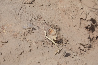 Сурхондарёда “Қизил китоб”га киритилган ўсимлик ноқонуний кесилиб, димлангани аниқланди