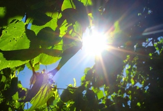 Moderate hot weather is expected in Uzbekistan until the end of the working week