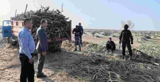 Саксовул ўғрилари жаримага тортилди