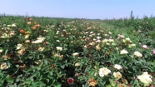 Quvada ham eksportbop atirgul ko'chatlari yetishtiriladi