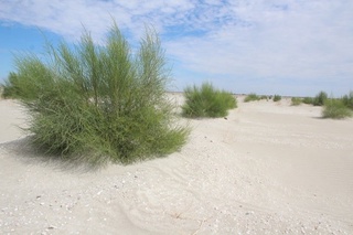 Дунёнинг 50 та ривожланган давлатига Орол денгизининг қуриб қолган ҳудудида ноёб инновацион ўрмонлар ташкил этиш таклиф қилинди