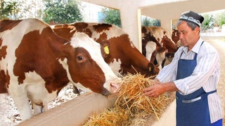 Животноводство в Навоийской области: эффективно задействовать потенциал