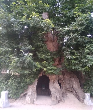 Kitobdagi 1200 yoshli chinor haqida eshitganmisiz?