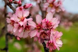 Эртага ҳаво ҳарорати 30 даражагача кўтарилади