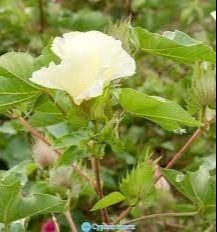 Пахтачида ғўза гуллади