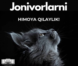 Жителей Ташкента призвали помогать бездомным животным в холодную погоду