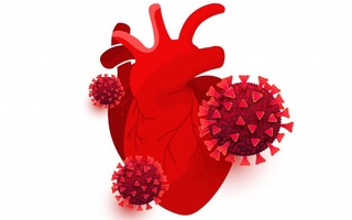 Олимлар бонг урмоқда: коронавирус юрак ҳужайраларини "кесмоқда"