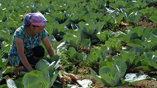 Эндиликда барча шахсий томорқа эгалари иш стажи ҳисоблаш учун ихтиёрий солиқ тўлаши мумкин