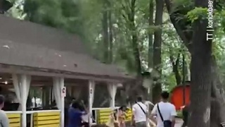 Олмаотада дарахтнинг йирик шохи синиб тушди: одамлар ўзларини четга олишга улгуришди