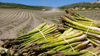 Узбекские аграрии совместно с испанским партнером освоят производство спаржи