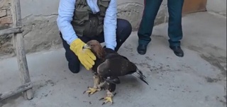 В Ферганской области пресечена незаконная продажа беркута, занесенного в Красную книгу