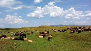 Қашқадарёда 25 минг гектар ер қайта фойдаланишга киритилади