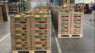 Oʻzbek qovuni Niderlandiya bozorida