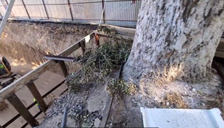 Дарахтга шикаст етказган ҳуқуқбузар 8,5 миллион жарима тўлади