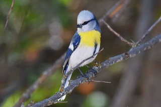 «Зарафшон» миллий табиат боғида қушлар ва ҳайвонлар саноқдан ўтказилди