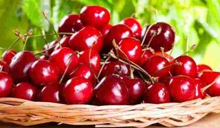 Шиенің қандай пайдалы қасиеттері бар?