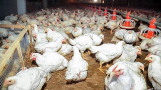 Парваришдаги жўжалар 35 кунда 2 килограмм тош босади