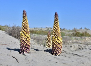 Ёзёвон қум тепаликлари дунёда ноёб ва шифобахш саналади