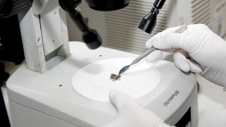 Жароҳатлардан кейин суякларни тиклайдиган дори ишлаб чиқилди