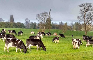 There are about 14 million cattle in Uzbekistan