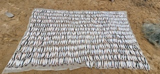 Qashqadaryoda mingga yaqin baliq noqonuniy ovlangani aniqlandi