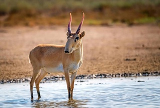 Узбекистан и Казахстан объединят усилия для восстановления сайгака