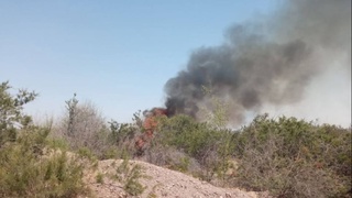 Toshkent viloyatidagi o‘rmonzorlarda yong'in chiqdi