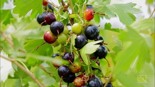 Узбекские селекционеры представили новые сорта золотистой смородины