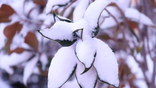 В Узбекистане проходит мониторинг садов и виноградников для оценки потерь урожая после резких холодов