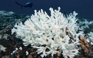 Более 80% коралловых рифов на Земле находятся под угрозой исчезновения