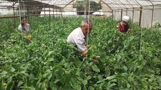 Хонадон фаровонлиги — томорқадан