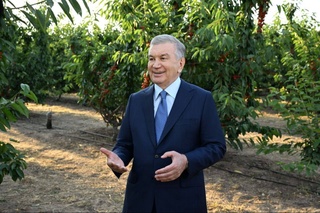 From the orchards of Parkent to global markets