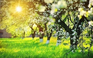 "Ўзгидромет": бу ҳафта ҳаво ҳарорати кескин кўтарилади