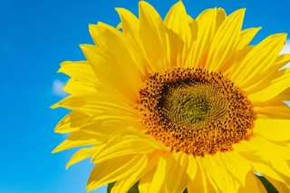 Ertaga yurtimizda  biroz bulutli havo kuzatiladi