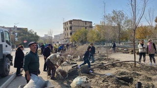 В Бухаре посажены несколько тысяч деревьев в рамках благотворительного проекта, инициированного соотечественниками из Великобритании