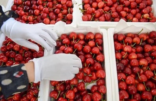 Sweet cherries from Uzbekistan began to arrive in the UK markets