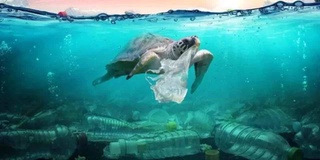 Обитателям мирового океана грозит вымирание из-за изменения климата