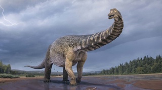 Олимлар Aвстралиядаги энг катта динозаврни аниқлади