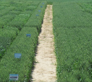 ФАО уруғчилик бўйича ўқув курси ўтказди