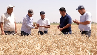 Ангорлик ғаллакорлар республикада биринчилардан бўлиб жамғармага дон сотиш шартнома режасини бажарди