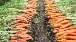  Ўзбекистон 9,3 млн АҚШ долларига тенг сабзи экспорт қилган