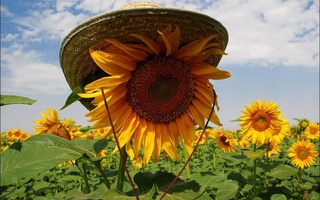 Прогноз погоды на 19-23 июля: жара вернется лишь к концу недели