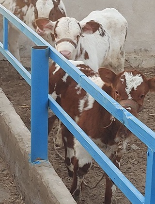 Ijtimoiy sheriklik samarasi