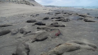 Bird flu wipes out over 95% of southern elephant seal pups in 'catastrophic' mass death