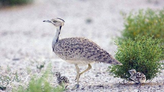 Спасая мир исчезающих животных