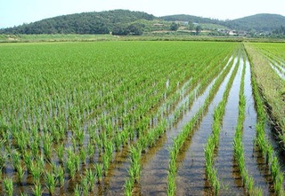 Президент қарори ижроси таъминланмоқда