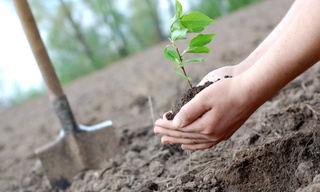 Ташкент облысында «Жасыл қоғамдық парктер» құрылады